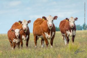 Inscrições abertas para a Primeira Prova de Avaliação Alimentar e Genotipagem para fêmeas