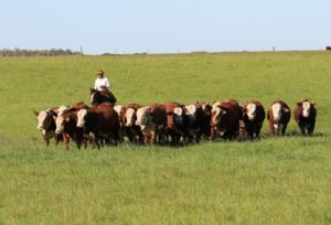 Sumário de Avaliação Genética Hereford e Braford do PampaPlus será lançado durante a Expointer
