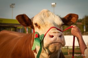 ABHB conta com 250 animais inscritos para a Expointer 2021