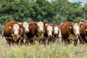 ABHB prorroga inscrições para a Prova de Avaliação Alimentar e Genotipagem de Fêmeas até o dia 20 de agosto