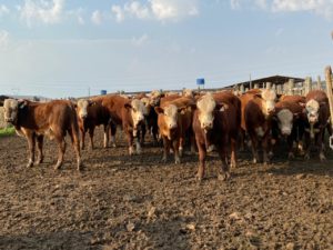Embrapa e ABHB realizam 3º pesagem da PAC 2021/2022