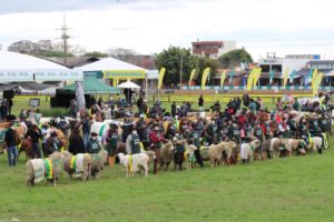 Raças Hereford e Braford participam do Desfile dos Campeões na 44ª Expointer