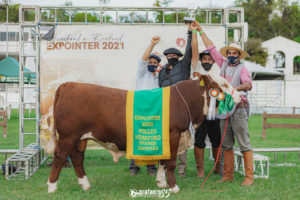 Expointer 2021 conhece seus campeões Hereford e Polled Hereford a galpão