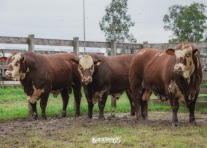 6º Leilão Braford registra bons preços em Cachoeira do Sul (RS)