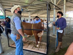 Expointer 2021: ABHB realiza julgamento de admissão dos animais de argola