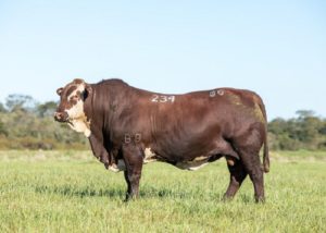 Remate Santa Camila e Fazenda Esperança registra boas médias e agilidade nas vendas em Alegrete (RS)