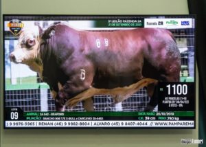 Raças Hereford e Braford registram boas médias no 5º Leilão Virtual da Fazenda 2A
