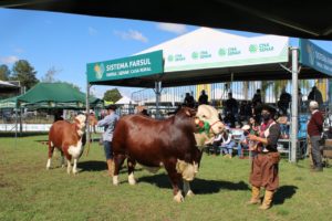 Expointer 2021: Curso Jurado Jovem reúne 100 participantes