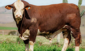 1º Remate Braford Premium tem pista limpa em Rosário do Sul