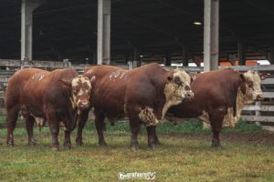 Expointer conhece os campeões rústicos Braford da edição de 2021