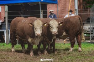 Melhores animais rústicos Hereford e Polled Hereford da Expointer 2021