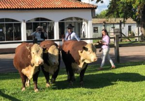 Definidos do campeões de 88º Expofeira de Dom Pedrito