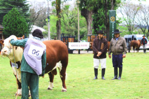 Bagé conhece os seus campeões Hereford e Braford da 109ª Expofeira
