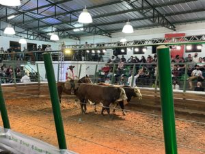 Liquidez e boas médias marcam 22º Remate Criadores de Braford