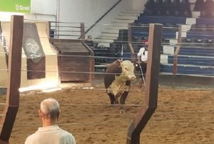 Raças Hereford e Braford são destaque no Remate Premium, em Bagé (RS)