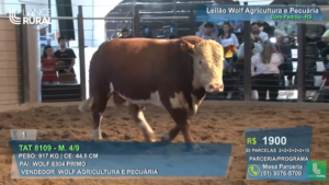 Leilão Wolf Agricultura e Pecuária tem pista movimentada em Dom Pedrito (RS)