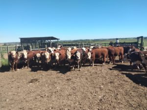 PAC Hereford e Braford divulga resultados da penúltima pesagem