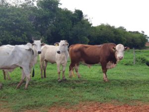 Programa de Fomento realiza gira no estado de Goiás disseminando genética Hereford e Braford para o cruzamento industrial