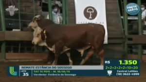 Raça Braford registra bons preços no Remate Estância do Sossego