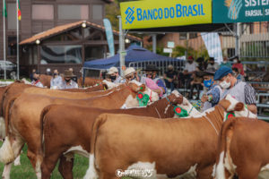ABHB comemora crescente procura pelas raças Hereford e Braford em 2021