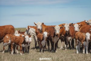 PampaPlus comemora marca de 18 mil animais avaliados em 2021