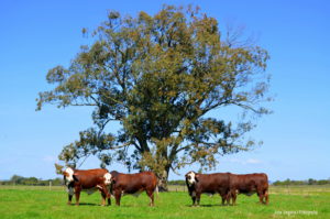 Setor de Registros da ABHB fecha 2021 com mais de 45 mil animais registrados