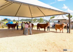Expobel abre calendário de eventos da ABHB em 2022