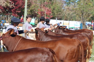 Bagé (RS) será palco para a Exposição Nacional 2022