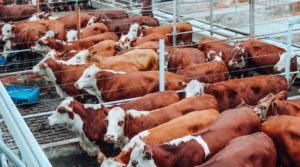 Concurso de Carcaças Hereford etapa Frigorífico Verdi estreia com 180 animais, em Santa Catarina