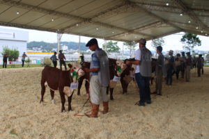 Hereford e Braford são as raças com maior representatividade na Expobel 2022