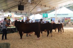 Raças Hereford e Braford movimentam Expobel 2022