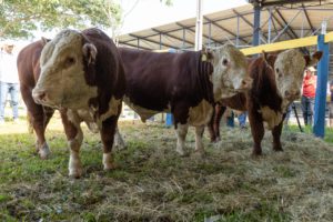 ABHB torna público resultado do julgamento de animais rústicos da Exposição Especial de Outono – Expobel 2022