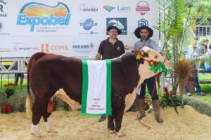 Escolhidos os melhores exemplares Hereford e Braford a galpão da Exposição Especial de Outono – Expobel
