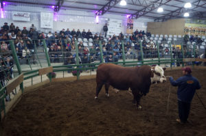 ABHB divulga agenda de remates da Exposição Nacional