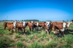 ABHB divulga ganhadoras da primeira edição da Prova de Avaliação Alimentar e Genotipagem