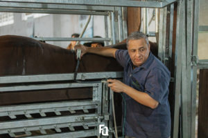 Admissão credenciou mais de 350 animais