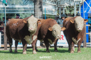 Nacional divulga ganhadores rústicos da raça Hereford