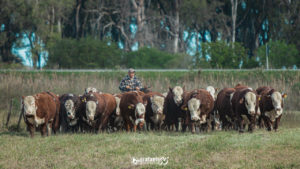 Anunciado os vencedores da PAC e PEA das raças Hereford e Braford