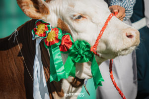 Nacional 2022 conhece campeões Hereford e Polled Hereford da Exposição de Terneiros