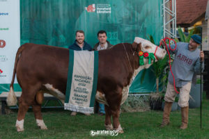 Nacional divulga Grandes Campeões Hereford e Polled Hereford a Galpão