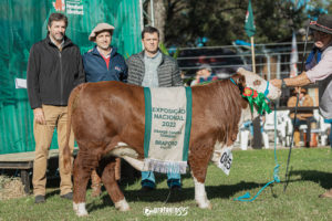 ABHB divulga ganhadores Braford da exposição de terneiros da Nacional 2022