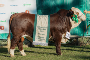Exposição Nacional conhece Campeões Braford Argola