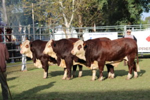 ABHB divulga resultado do julgamento dos rústicos da raça Braford
