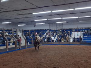 Remate reprodutores PAC e PEA movimenta negócios da Exposição Nacional 2022