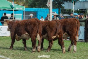 Resultado do julgamento dos animais rústicos Braford