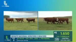 Remate Nacional Hereford e Braford comercializou genética de alta qualidade