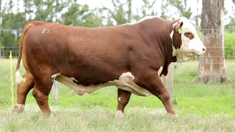 Touro 2,5 anos arrematado por R$35,200,00