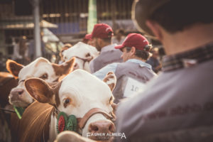 ABHB divulga jurados para a 45ª Expointer