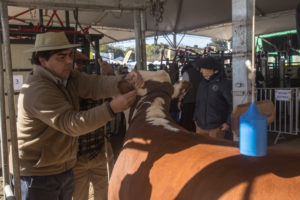 ABHB divulga jurados de admissão da Expointer 2022