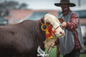 Últimos dias para a inscrição de animais Hereford e Braford na 45ª Expointer